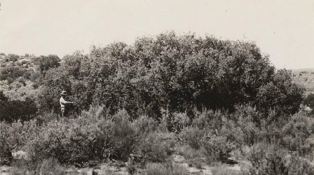 Quercus Palmeri, Palmer's Oak, 1931